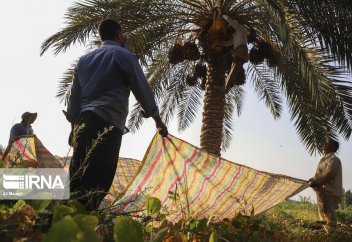 Сбор фиников в городе Карун (фото)