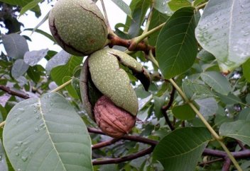 Разные: Власти Киргизии вознамерились переименовать грецкий орех