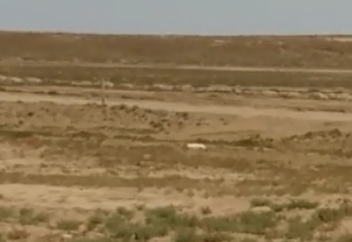 Попавшую в беду стаю лебедей нашли в степи в Мангистауской области (видео)