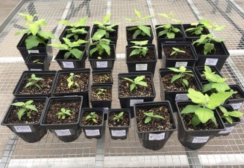 Деревья из пробирки: как новые технологии используются для озеленения