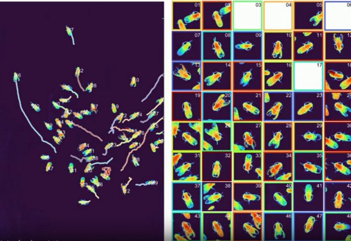Секундына 5 гигапиксел: жаңа микроскоп бұрын-соңды болмаған сапада бейне түсіреді (видео)