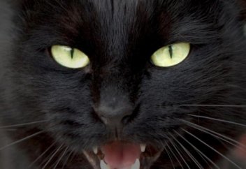 МЫСЫҚТАРҒА БЕРІЛГЕН ҮЛКЕН ҚҰПИЯ