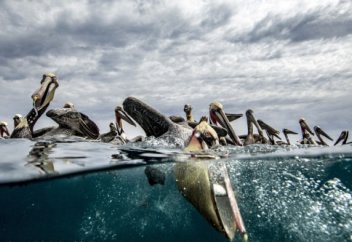 Жануарлар әлемі: Қалтауыз құстың азыққа таласуы (фото)