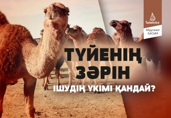 Түйенің зәрін ішудің үкімі қандай?
