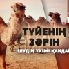 Түйенің зәрін ішудің үкімі қандай?
