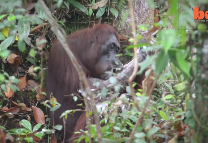 Жануарлар әлемі: Орангутанг сабынмен жуынды (видео)
