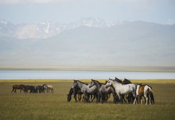 Open Democracy (Великобритания): каково это — быть объектами изучения? Центральноазиатская перспектива