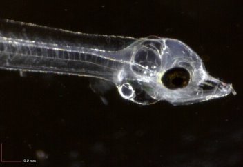 Ученым впервые удалось размножить исчезающий вид рыб в неволе. Обнаружен новый вид тихоходки