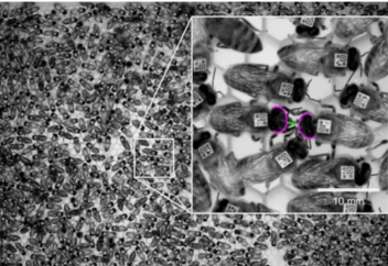Вирусная инфекция заставляет пчел практиковать социальное дистанцирование
