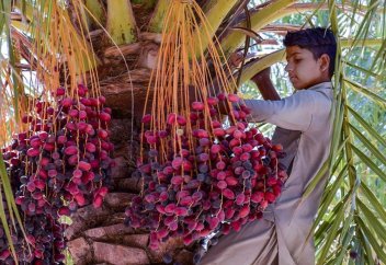 Иран құрмасы