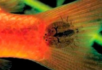 Балықтар да биттейді