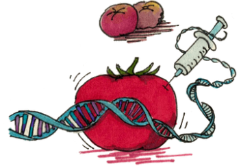 В Японии разрешили продажу первого ГМО продукта. Инфографика: в каких странах мира выращиваются ГМО-культуры?