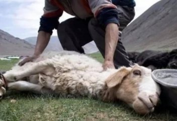 Turarbek Sharipov: Малды бауыздап союдың артықшылығы