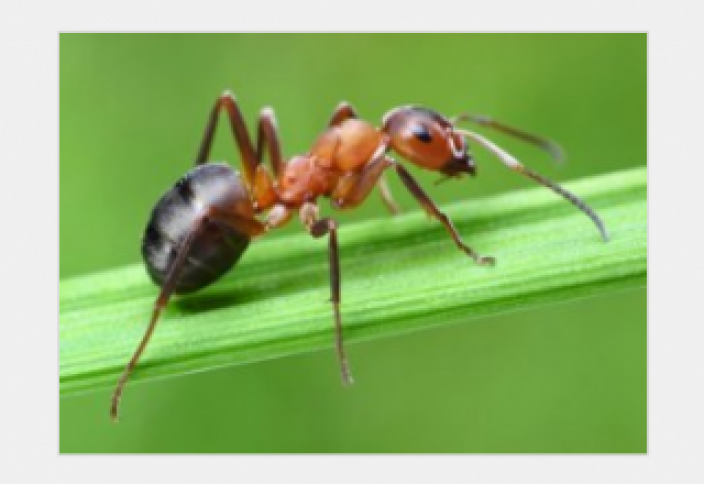 Даже муравей уповает на Бога (видео)
