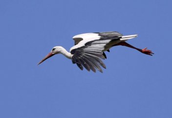 Ішпей-жемей, айдаладағы біреудің ақысын төлеуге тура келді...