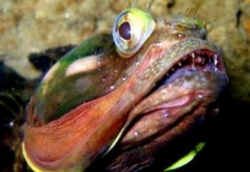 Теңіздің шортанды иті (видео)