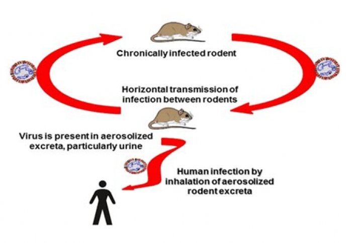 В Китае зафиксирована первая смерть от хантавируса. В США начали усыплять лабораторных мышей из-за нехватки научных работников