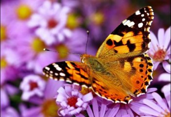 Жаһандық жылынудан көбелектер көбейіп келеді