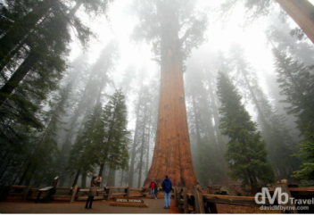 Генерал Шерман: самое большое дерево в мире высотой с 30-этажный дом (фото)