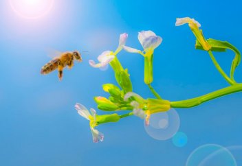 Жаһандық жылыну: аралар қандай температурада қанша қашықтыққа ұша алады