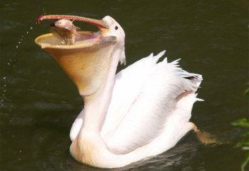 Жануарлар әлемі: Бірқазанды балық аулауға үйретіп жүр (видео)