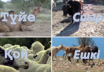 Құрбан қалай шалынады?