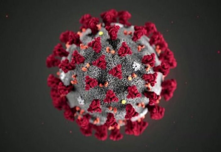 Учёные засняли процесс заражения коронавирусом здоровых клеток (фото)