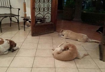 Жануарлар әлемі: Иттер де жақсылықты ұмытпайды