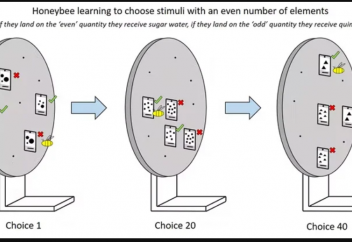 Бал арасы жұп пен тақ сандарды ажырата алатын болды (видео)