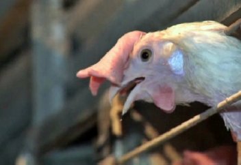 Қазақстанға құс етінің 53 пайызы шетелден келеді (видео)