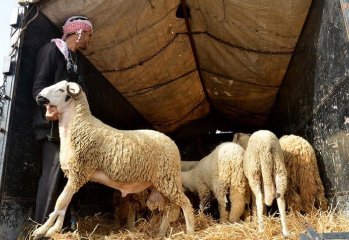 Марокко начнёт проверку скотоводческого поголовья 24 марта