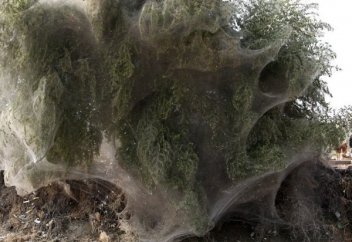 Өрмекшілер Пәкістанды безгек ауруынан аман алып қалды