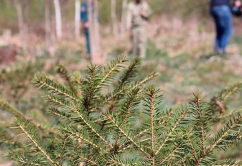 Жер қойнауын пайдаланушылар ағаш отырғызуға міндеттелді