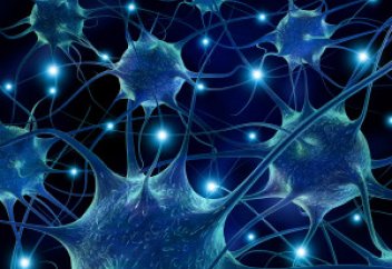 Қызықты тәжірибе: адамның жүйке жасушасы тышқанның миына салынды