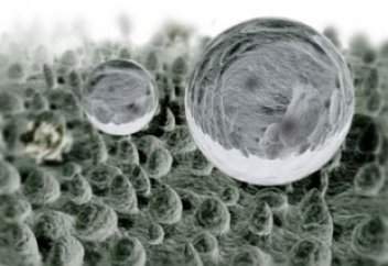 Тірі организмдерге нанобөлшектердің әсері тұңғыш рет зерттелді