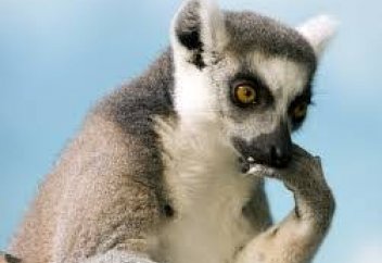 Адамға жақын жүретін жануардың бойынан антибиотикке «селт етпейтін» бактерия табылды