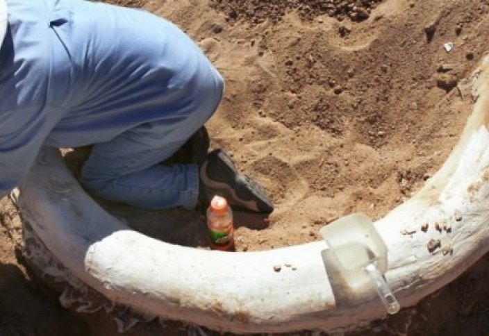 Ученых поразило древнее оружие, которым убили мамонта (фото)