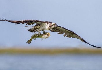 Жануарлар әлемі: Тұмса табиғат – құстар (фото)