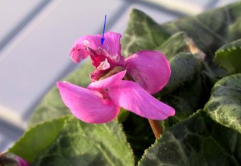 Голландиядан әкелінген раушан гүлдер өртелетін болды