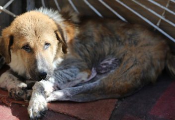 Каких животных будет защищать новый законопроект?