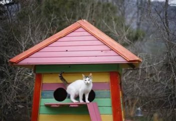 Мысықтарға арналған ауыл ашылады