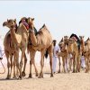 В Катаре выбирают «самого красивого» верблюда мира