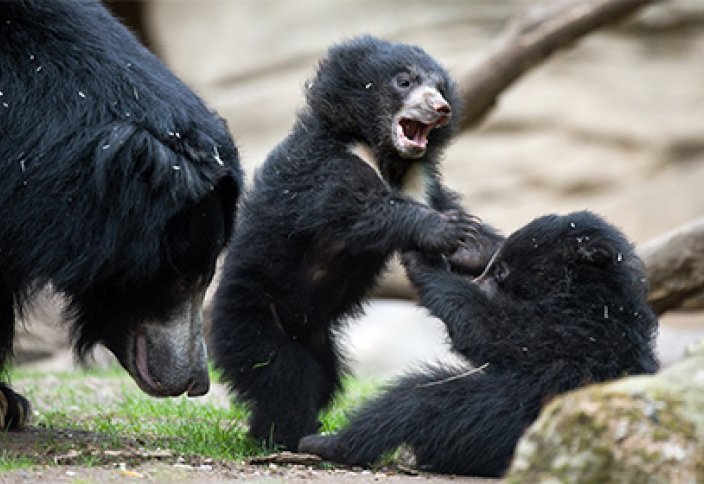 Ит асыраушы аю бағып келгенін білмеген