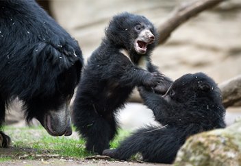Ит асыраушы аю бағып келгенін білмеген