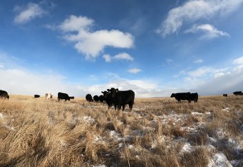 Қарағанды даласында ангустарды қалай өсіреді