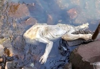 Парагвайда белгісіз мақұлықтың өлексесі табылды (ВИДЕО)