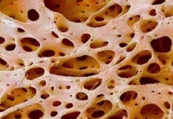 Ғалымдар жұмыртқа қабығынан сүйек тінін өсірудің жолын тапты