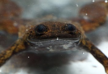 Өкпесіз өмір сүретін бақа (фото)