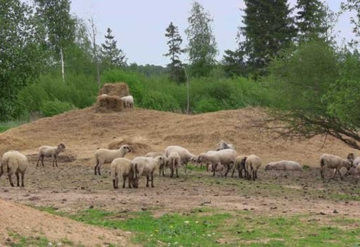 Латыштардың белгілі бір тобы шариғат талаптарына қарсы қол жинауға кірісті