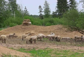 Латыштардың белгілі бір тобы шариғат талаптарына қарсы қол жинауға кірісті